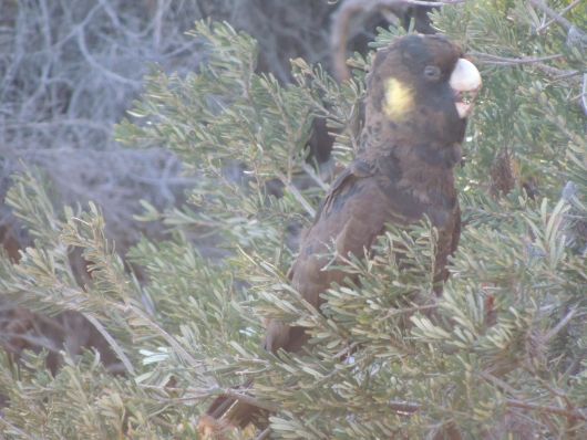 Black Cockatoo in Bush